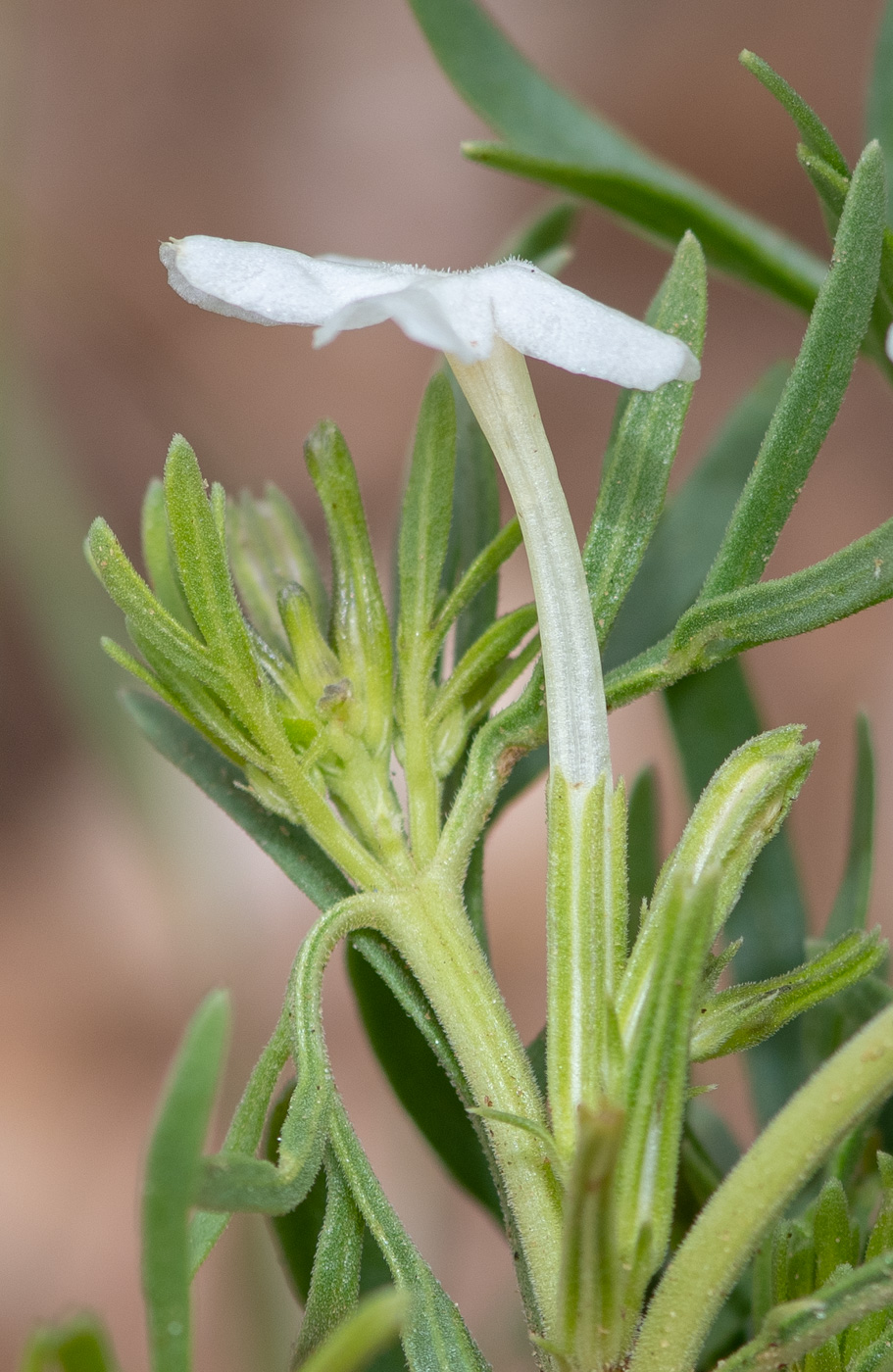 Изображение особи Chascanum pinnatifidum.