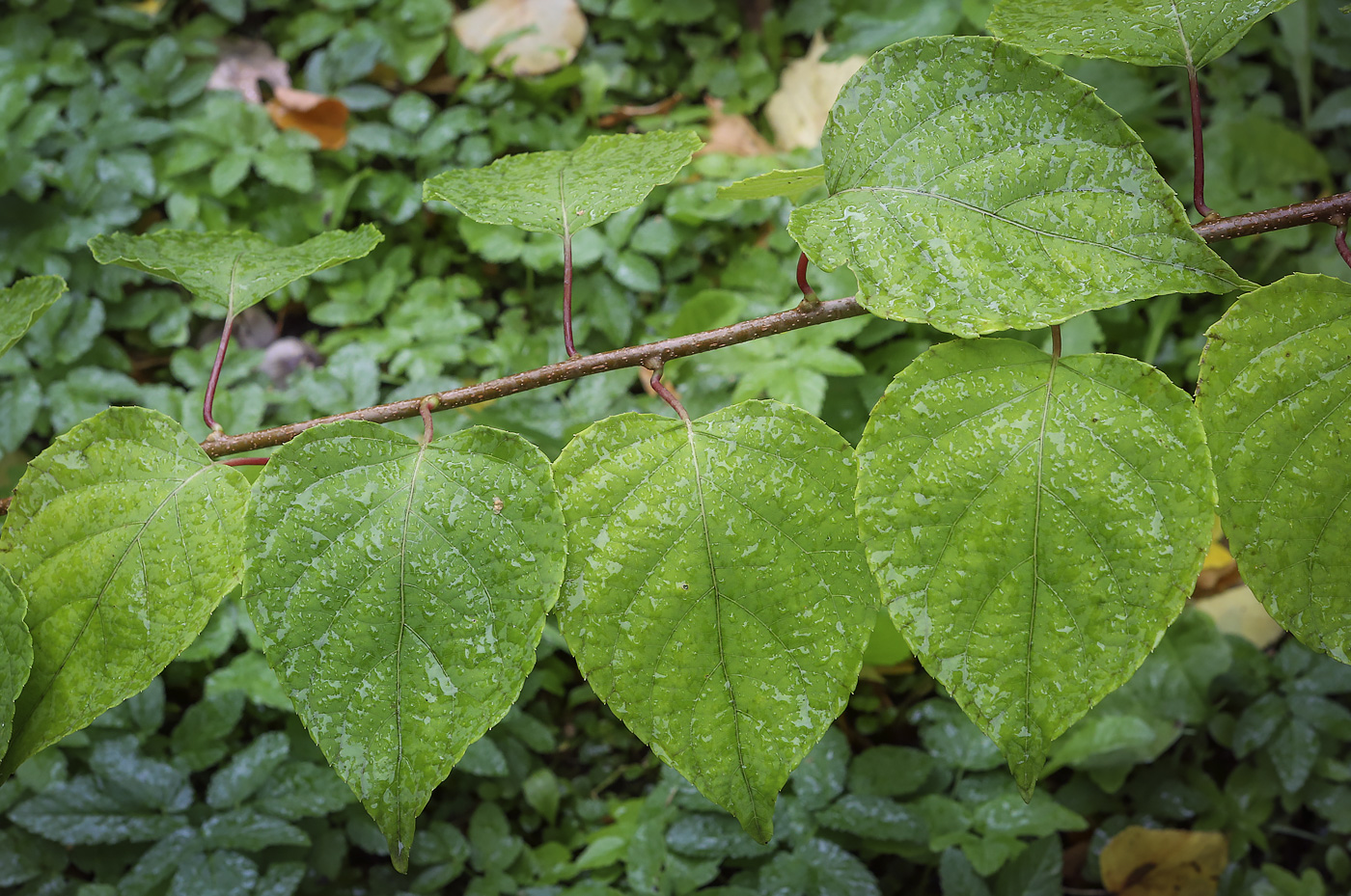 Image of Actinidia polygama specimen.