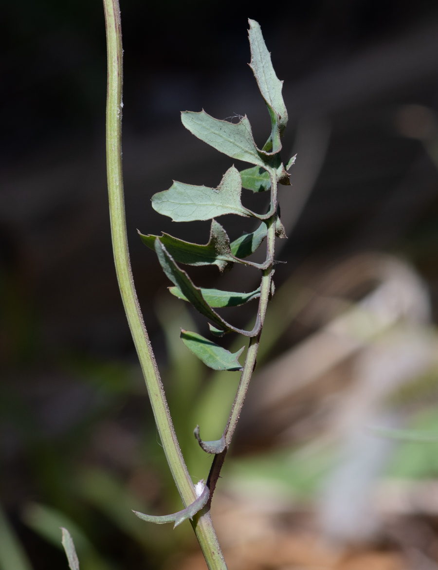 Image of Sonchus tenerrimus specimen.