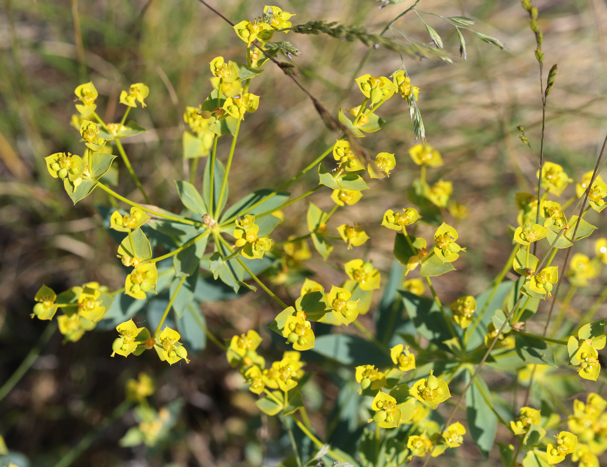 Image of genus Euphorbia specimen.