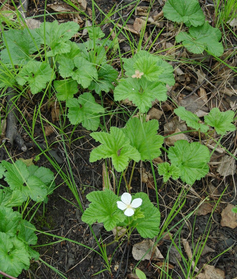 Изображение особи Rubus chamaemorus.