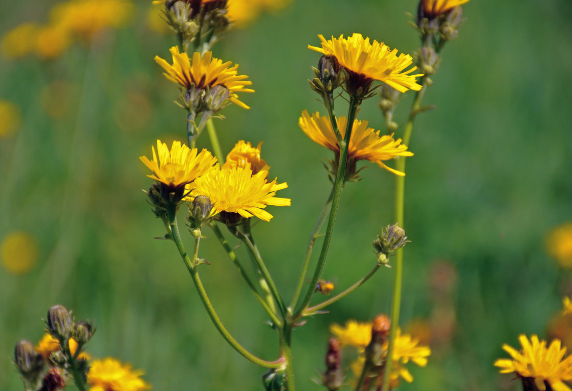 Image of Picris hieracioides specimen.