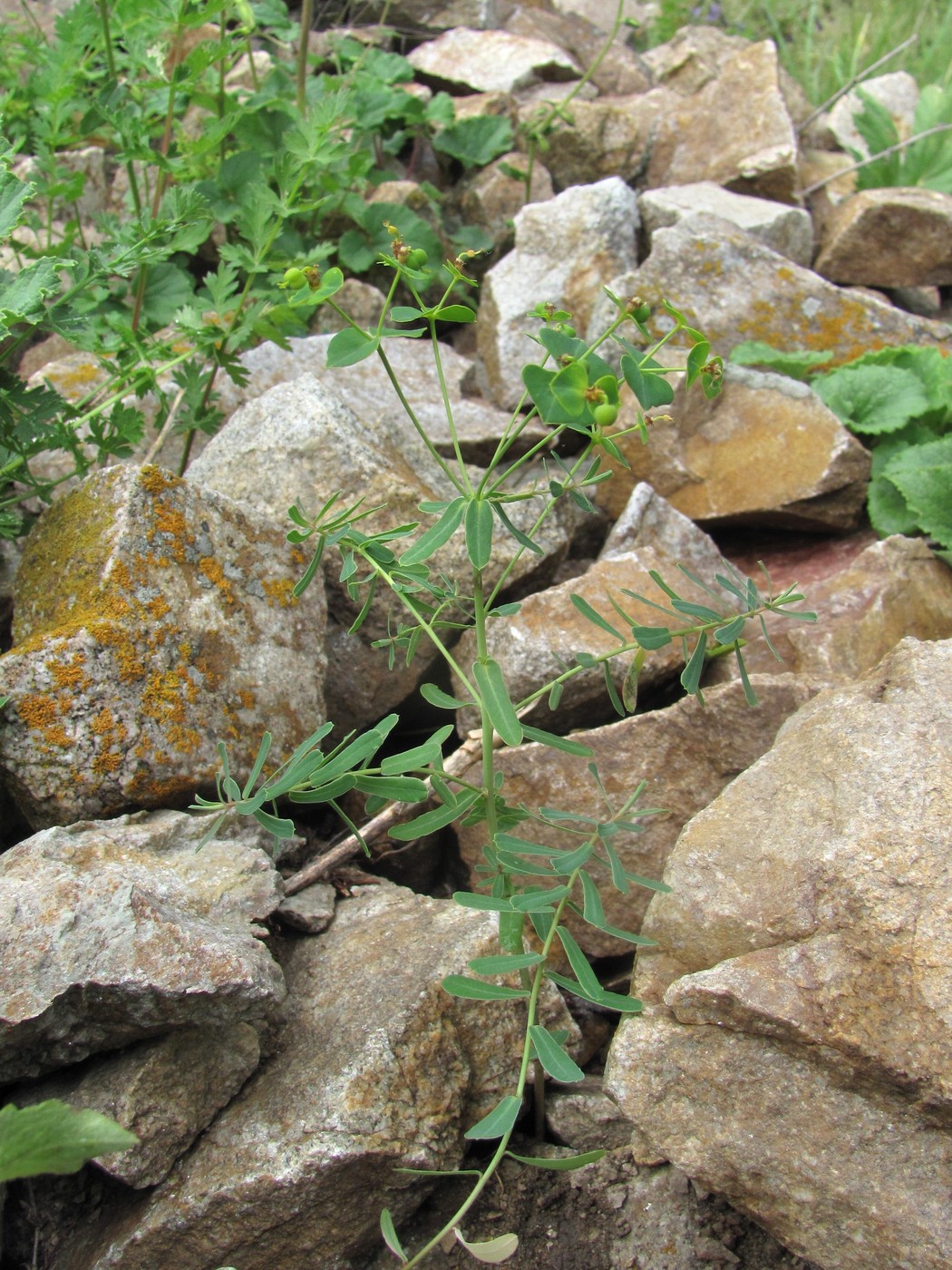 Image of genus Euphorbia specimen.