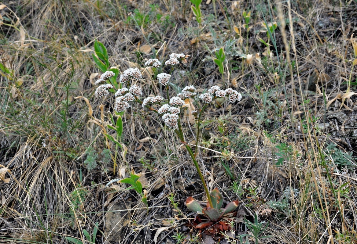 Изображение особи Goniolimon speciosum.