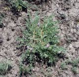 Astragalus testiculatus