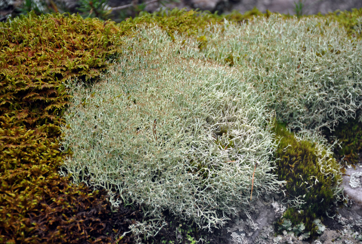 Image of genus Cladonia specimen.