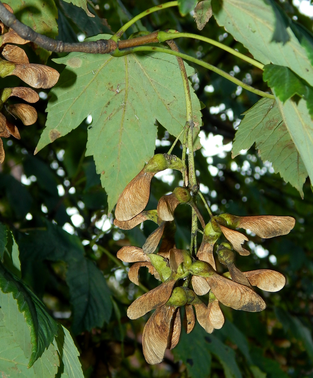 Image of Acer pseudoplatanus specimen.