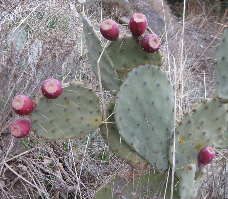 Image of Opuntia engelmannii ssp. lindheimeri specimen.