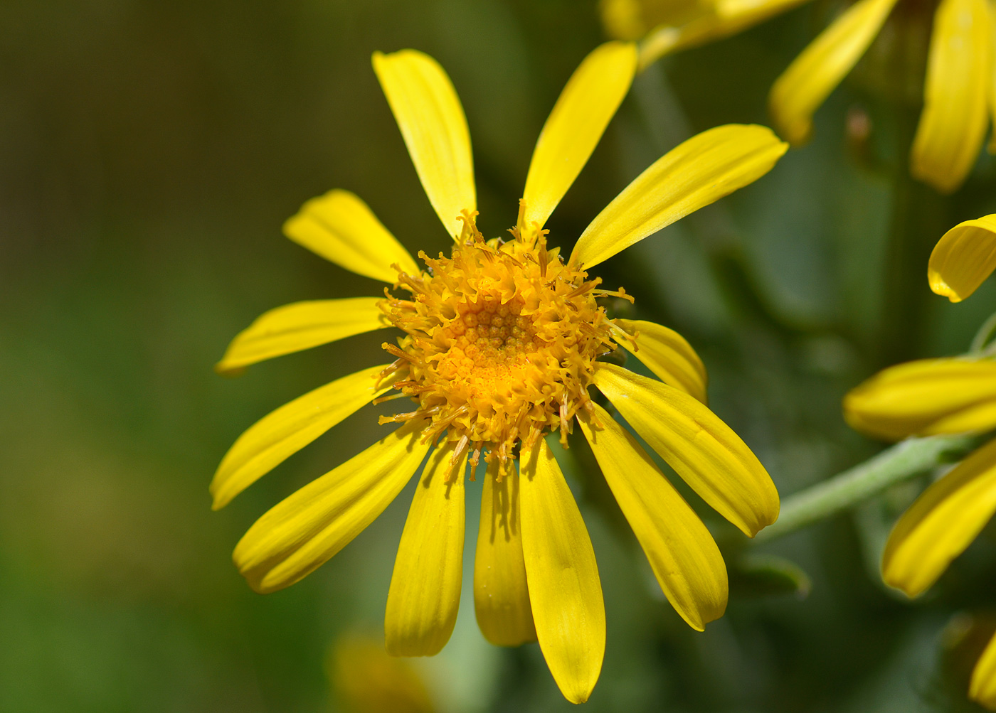 Изображение особи Senecio buschianus.