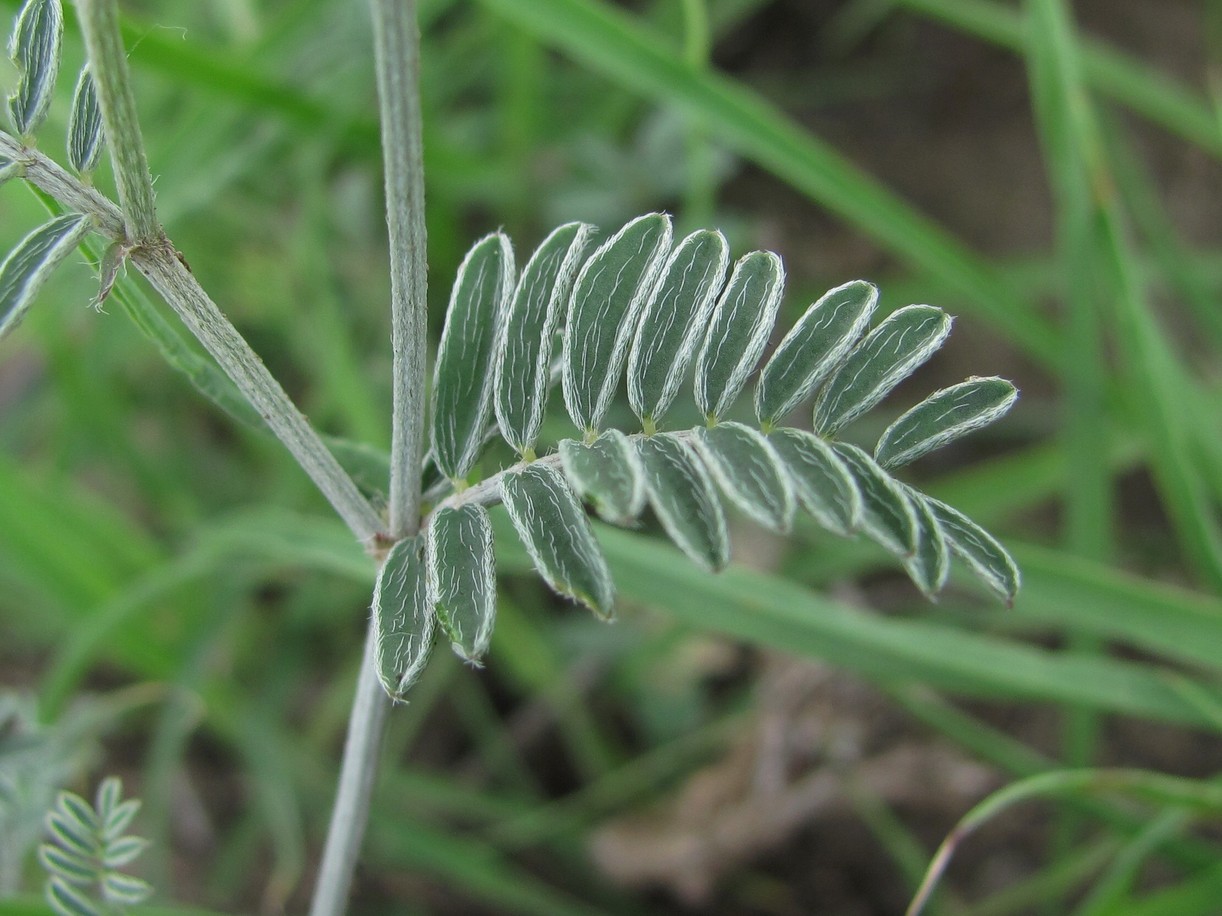 Изображение особи род Astragalus.