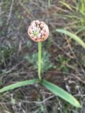 Allium tulipifolium