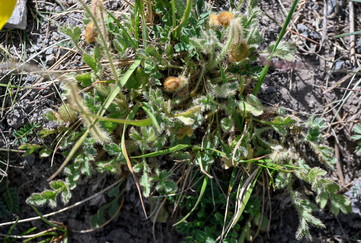 Image of Papaver croceum specimen.