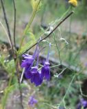 Delphinium consolida