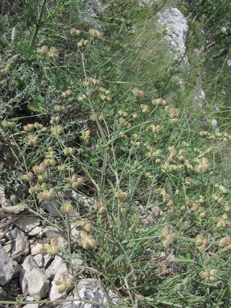 Изображение особи Rumia crithmifolia.