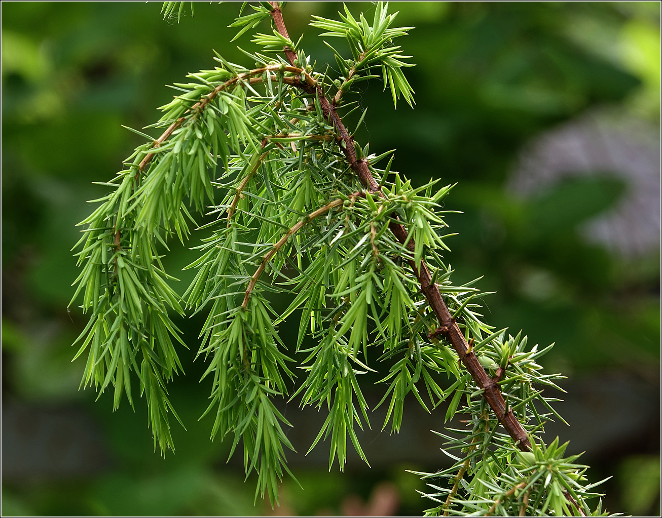 Изображение особи Juniperus communis.