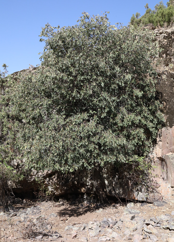 Image of Celtis caucasica specimen.