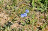 Linum austriacum. Цветущее растение. Крым, Караларский природный парк, бухта Морской Пехоты, степь. 07.05.2021.