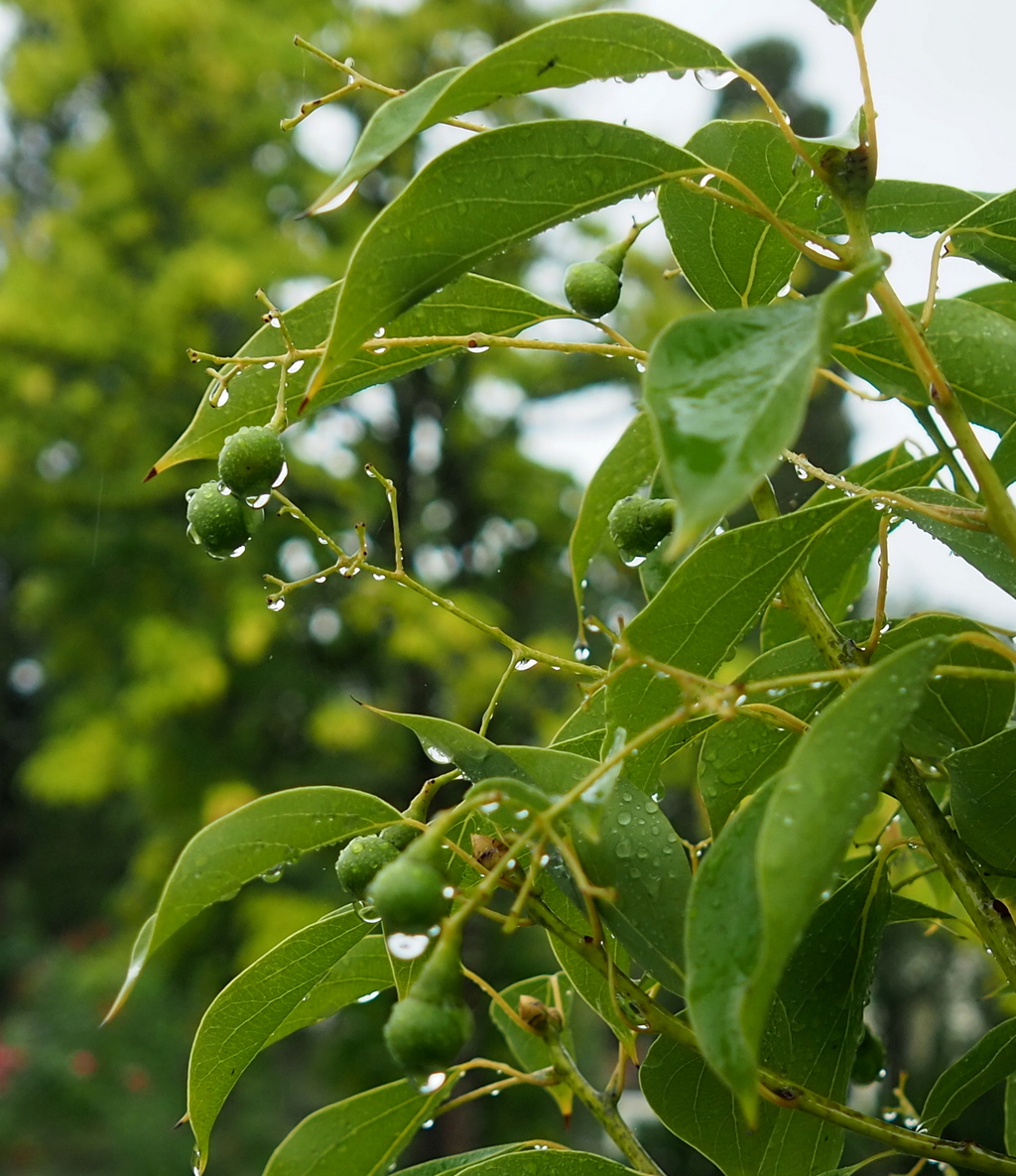 Image of Cinnamomum camphora specimen.