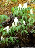 Atragene sibirica. Цветущее растение. Якутия, Мирнинский р-н, окр. пос. Светлый, берег р. М. Ботуобуя. 14.06.2009.