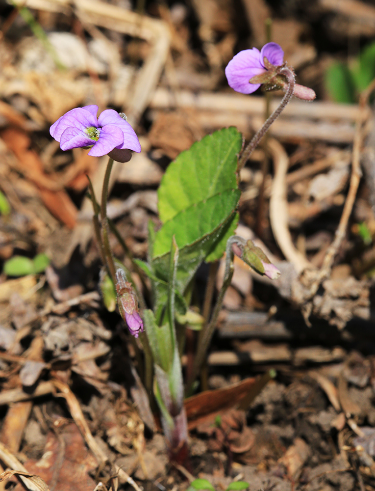 Изображение особи Viola phalacrocarpa.