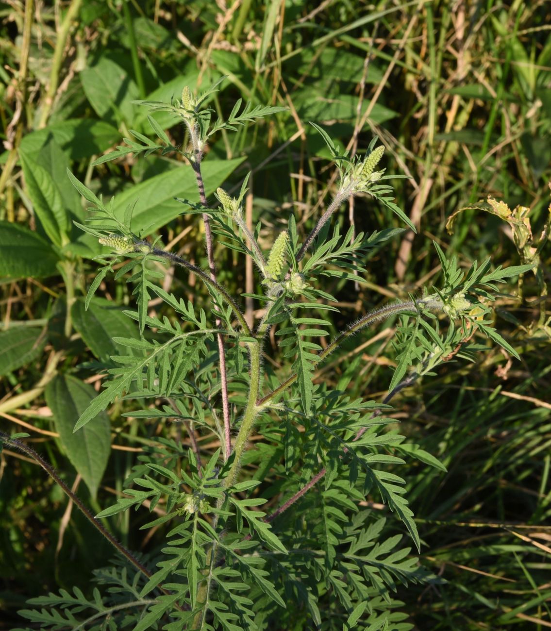 Image of Ambrosia artemisiifolia specimen.