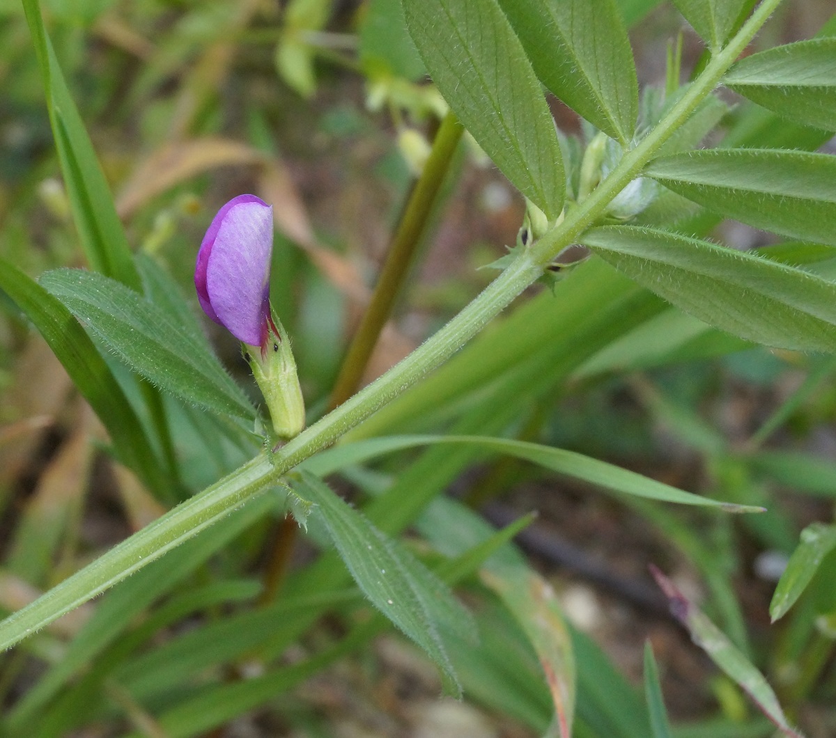 Image of Vicia sativa specimen.