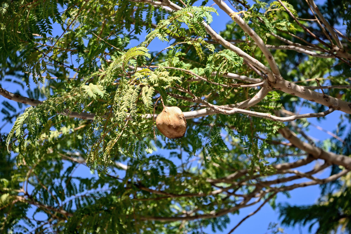 Image of Jacaranda mimosifolia specimen.