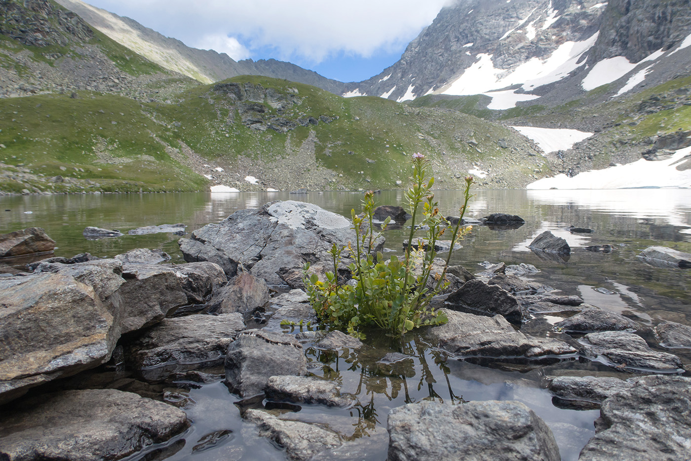 Image of Cardamine uliginosa specimen.