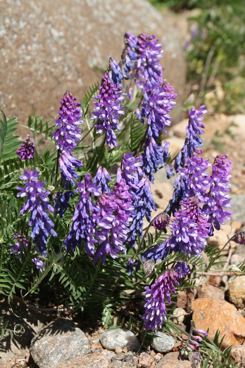 Image of Vicia cracca specimen.