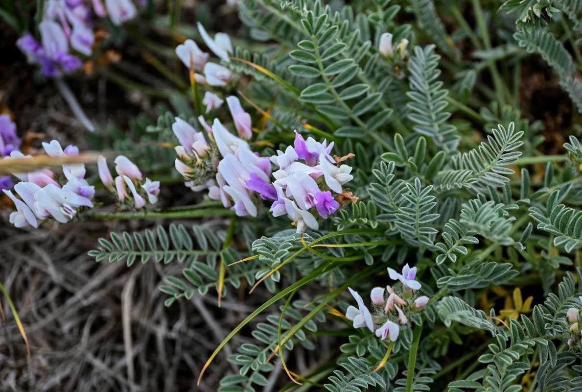 Image of genus Astragalus specimen.