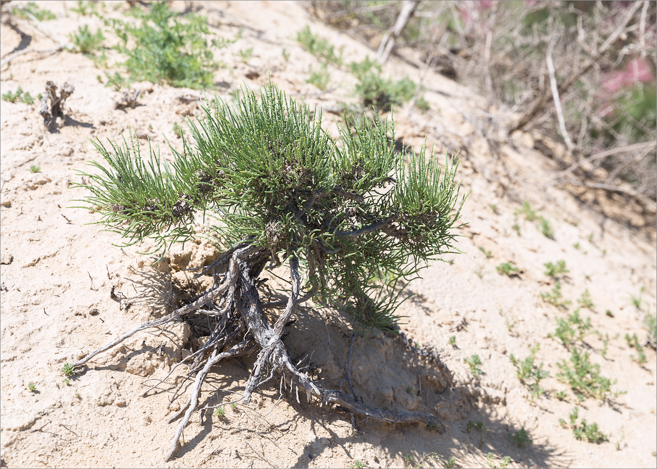 Изображение особи семейство Chenopodiaceae.