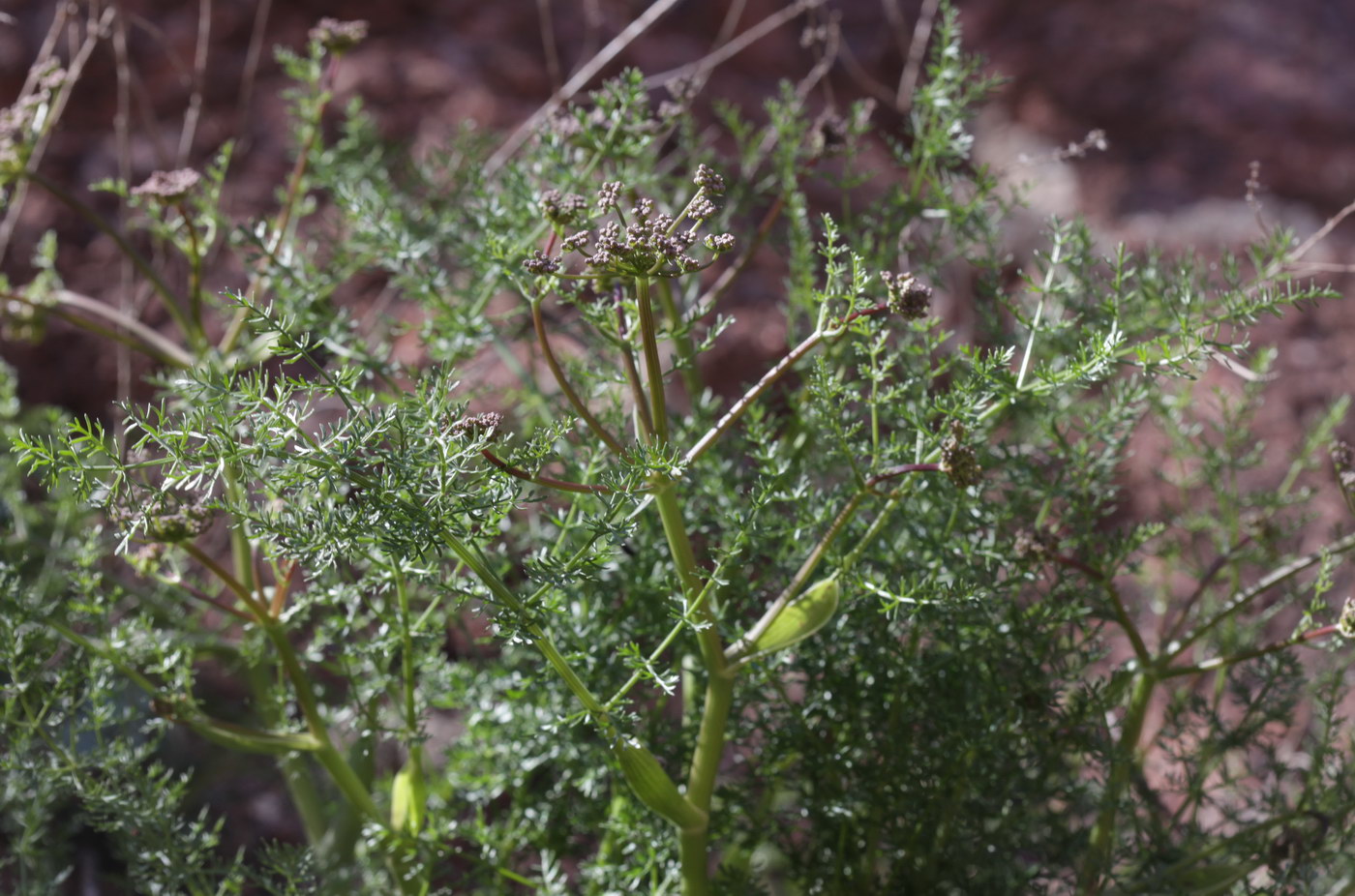 Image of genus Schrenkia specimen.