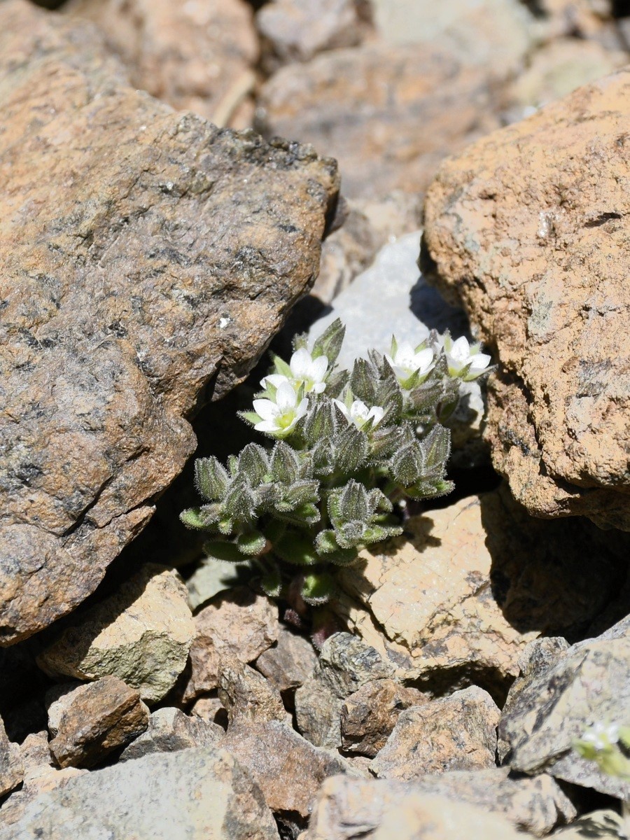 Image of Arenaria saponarioides specimen.