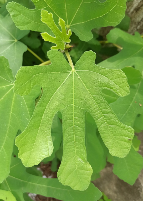 Image of Ficus carica specimen.