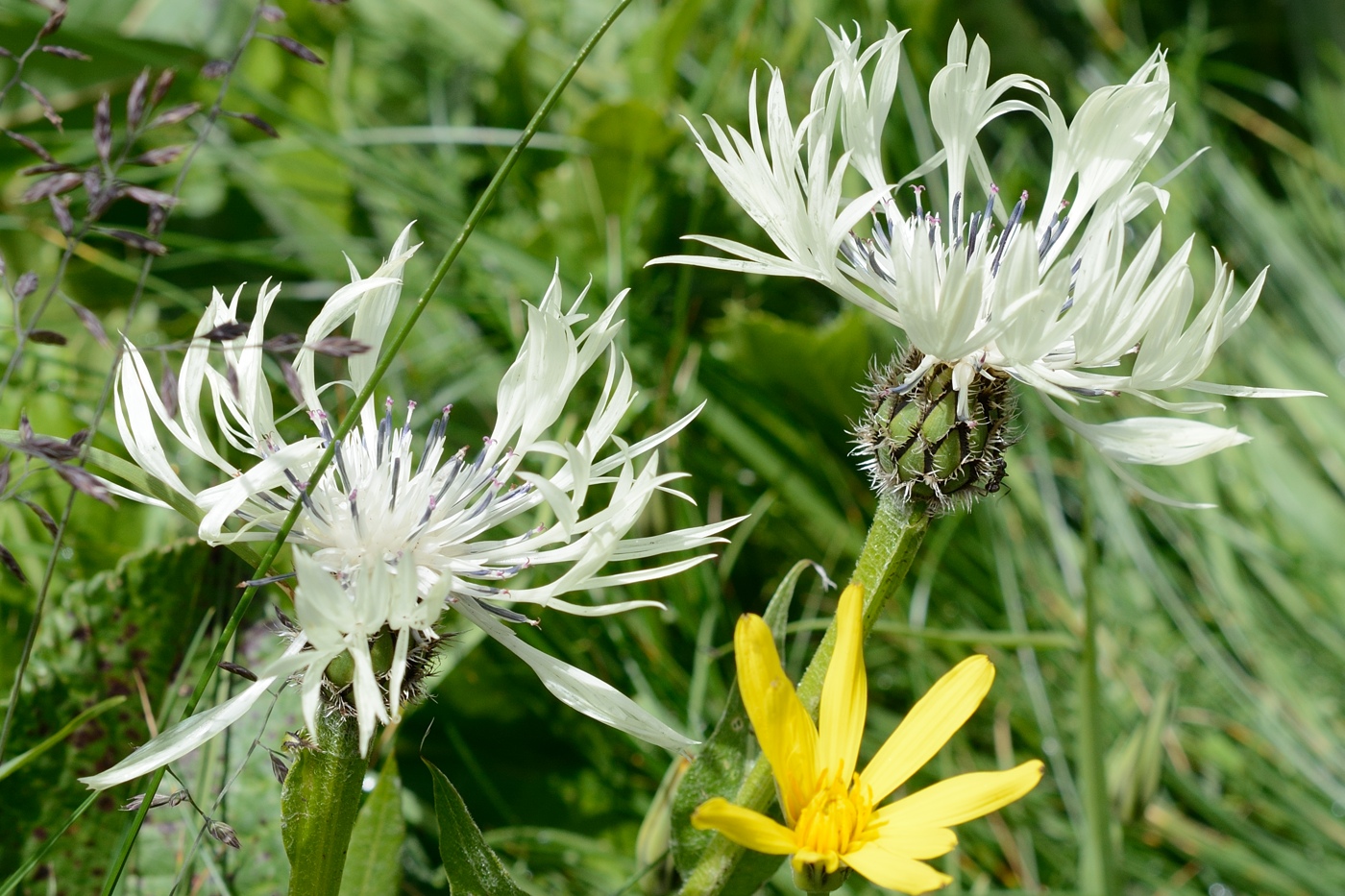 Image of Centaurea cheiranthifolia specimen.