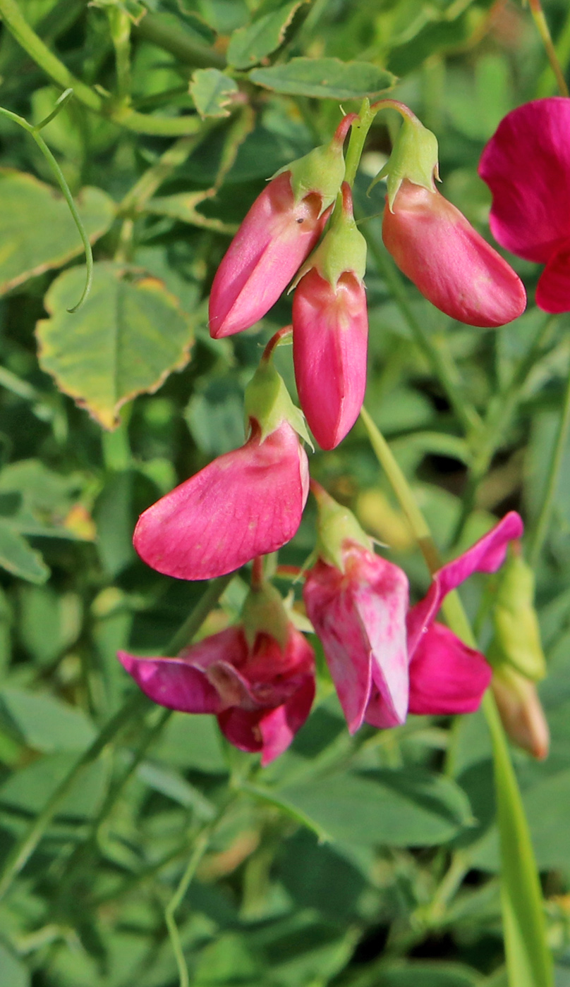 Image of Lathyrus tuberosus specimen.