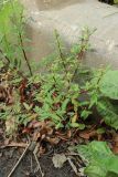 Oxybasis glauca. Цветущее растение в сообществе с Taraxacum и Achillea millefolium. Санкт-Петербург, Кировский р-н, автомобильная парковка, на мелкозёме у бордюрного камня. 13.08.2023.