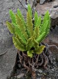 Dryopteris fragrans