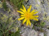 Tragopogon reticulatus