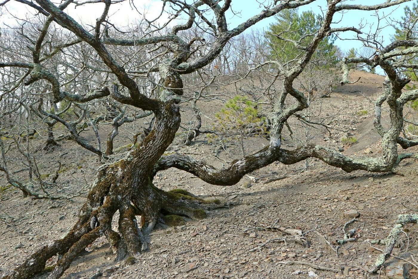 Image of Quercus petraea specimen.