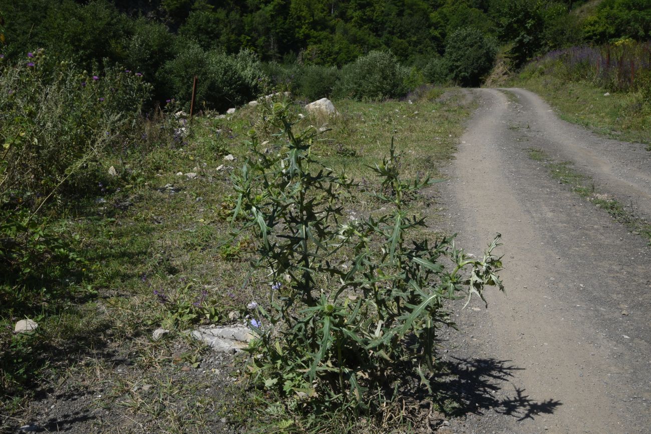 Image of genus Cirsium specimen.