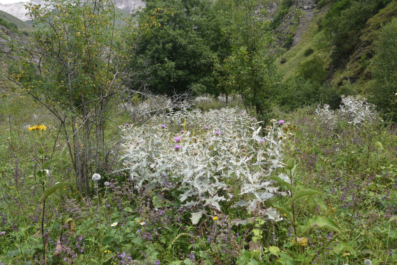 Изображение особи Cirsium argillosum.