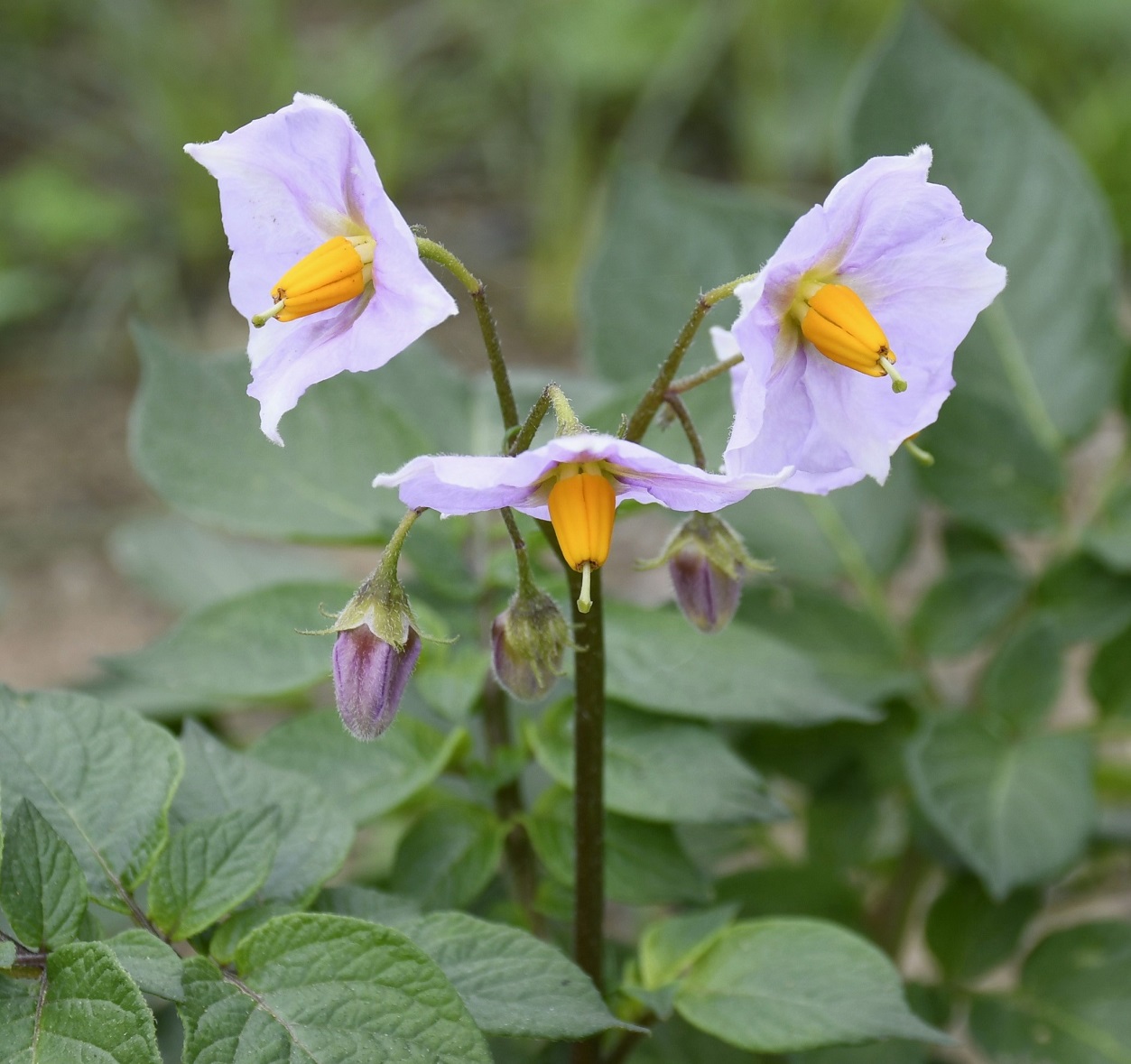 Image of Solanum tuberosum specimen.