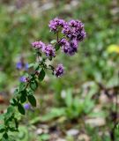 Origanum vulgare. Верхушка цветущего растения. Чечня, Веденский р-н, долина р. Ахкичу, опушка широколиственного леса. 26.07.2022.