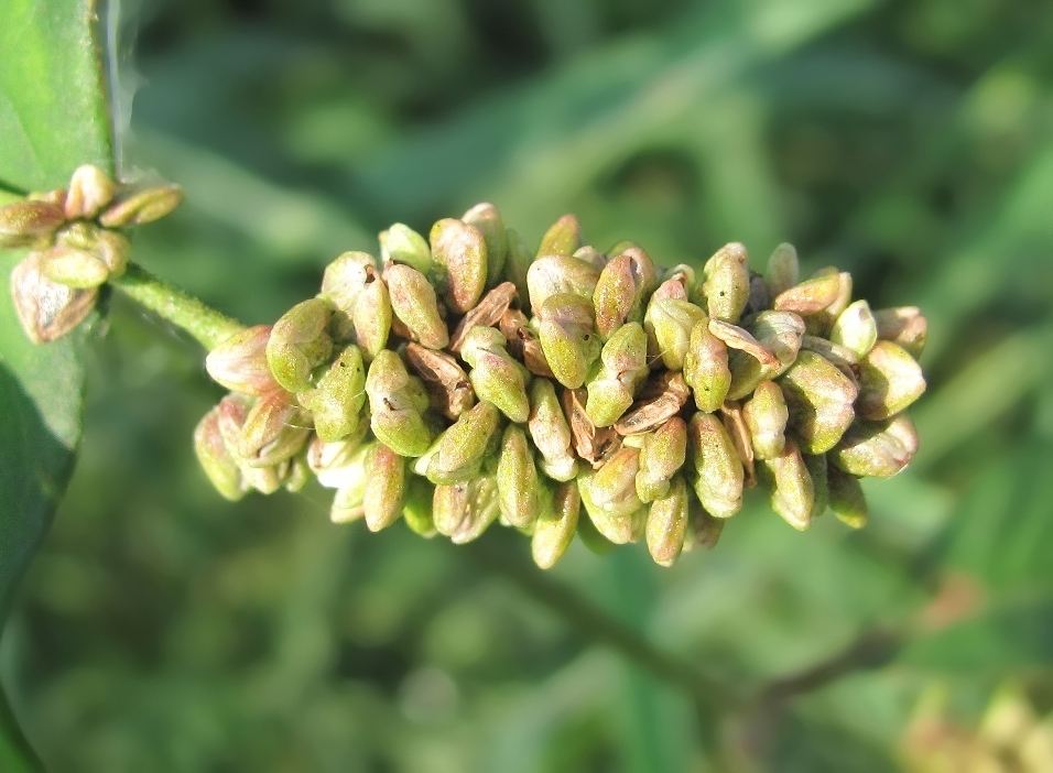 Image of Persicaria scabra specimen.