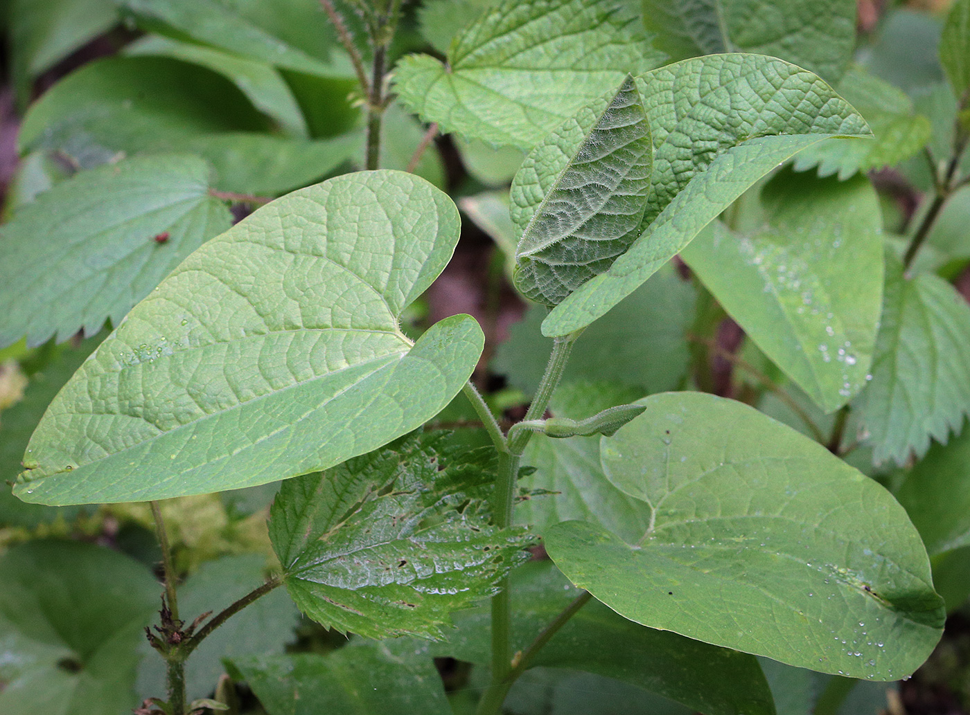 Изображение особи Aristolochia iberica.