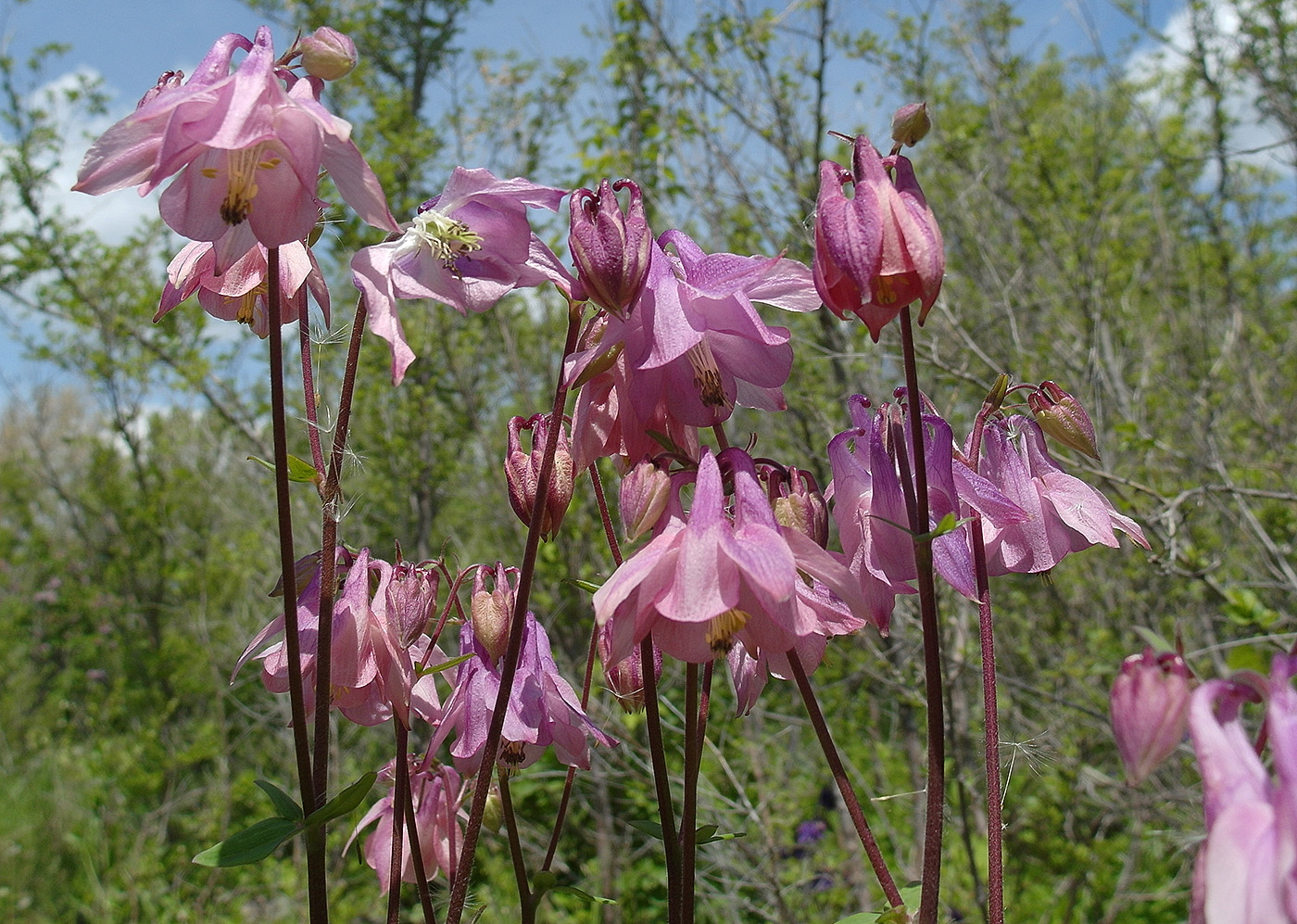 Изображение особи Aquilegia vulgaris.