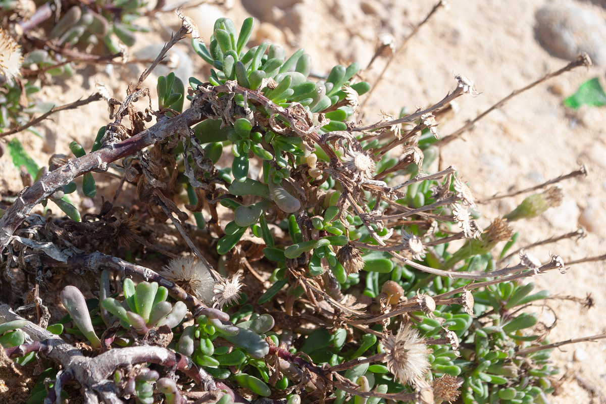 Изображение особи Limbarda crithmoides.