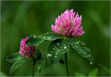 Trifolium pratense. Соцветие и листья с каплями дождя. Московская обл., Раменский р-н, окр. дер. Хрипань, садовый участок. 11.06.2024.