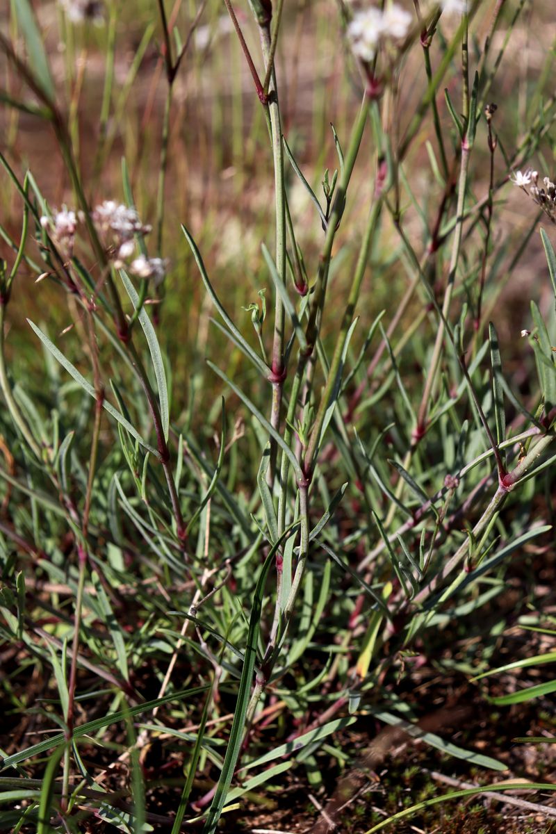 Image of Gypsophila fastigiata specimen.